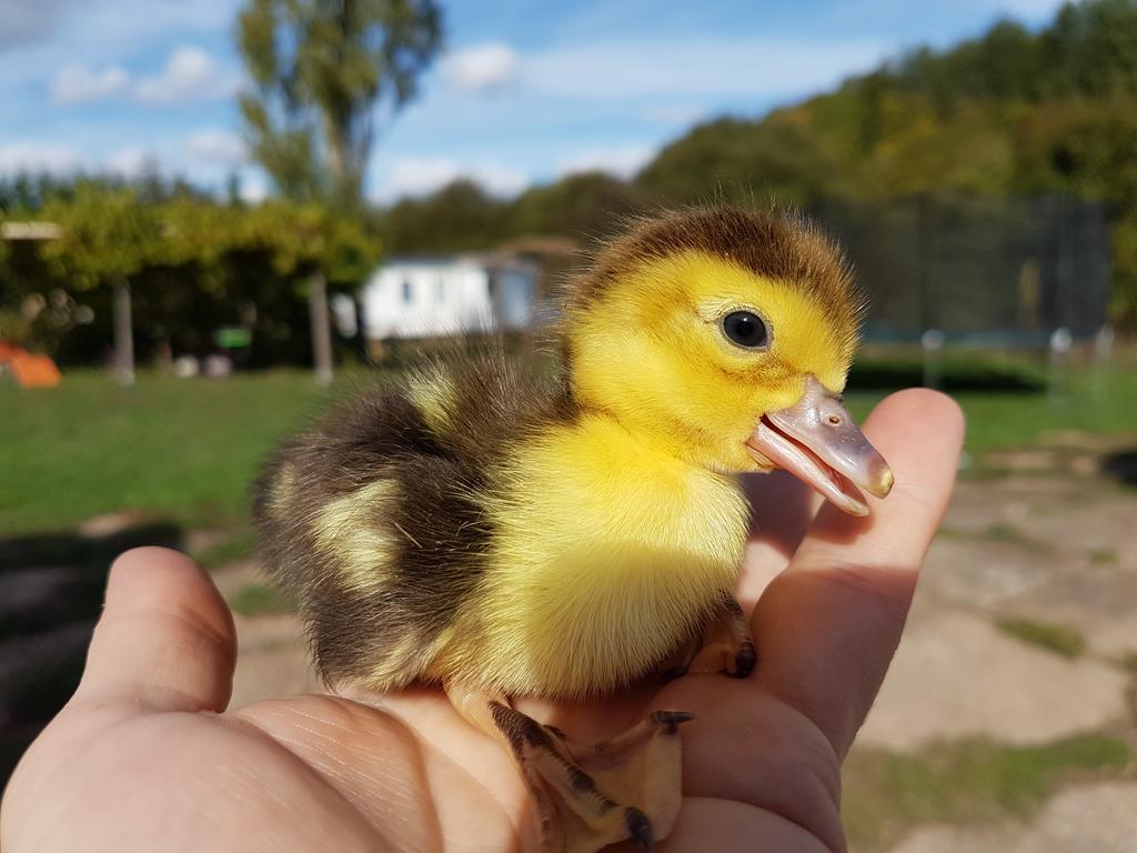La Maison Du Bonheur Anlhiac Kültér fotó